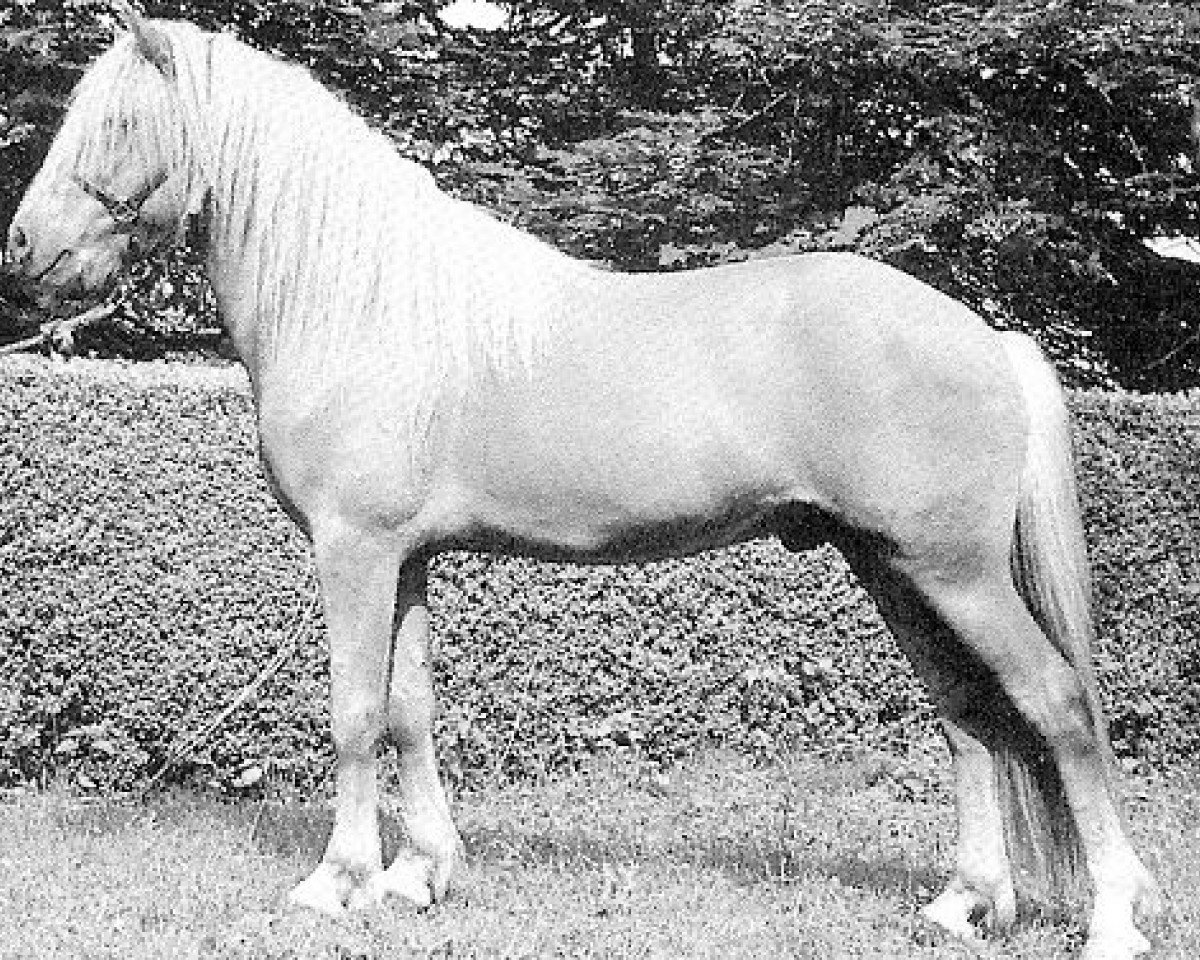 Deckhengst Kjarni vom Schloss Neubronn (Islandpferd, 1988, von Blakkur frá Stóra-Hofi)