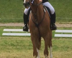 Springpferd Commanchi (Hannoveraner, 2012, von Commodor)