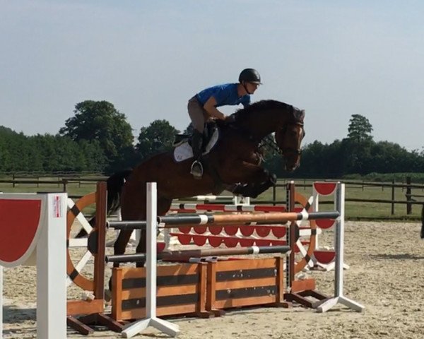 jumper Coopers Peak (Holsteiner, 2012, from Castellini)