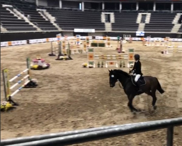 Pferd Quarkas-G (Lettisches Warmblut, 2011, von Queue-Jumping-G)