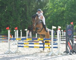jumper Gambrinus Erbe (Austrian Warmblood, 2010, from Gambrinus Son)