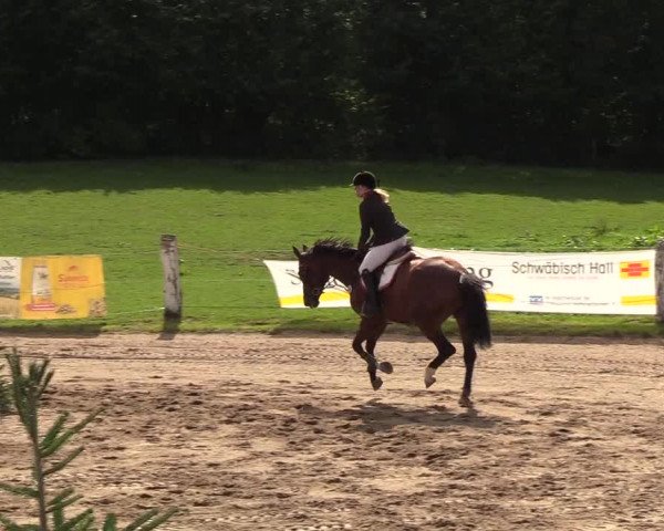Reitturnier Looper Holz 2018