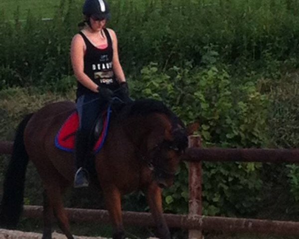 horse Lee Rocket (Thoroughbred, 2008, from Dai Jin xx)