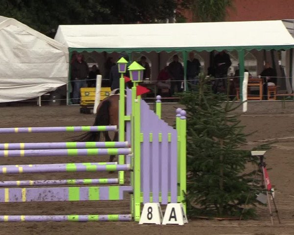 Reitturnier Looper Holz 2018