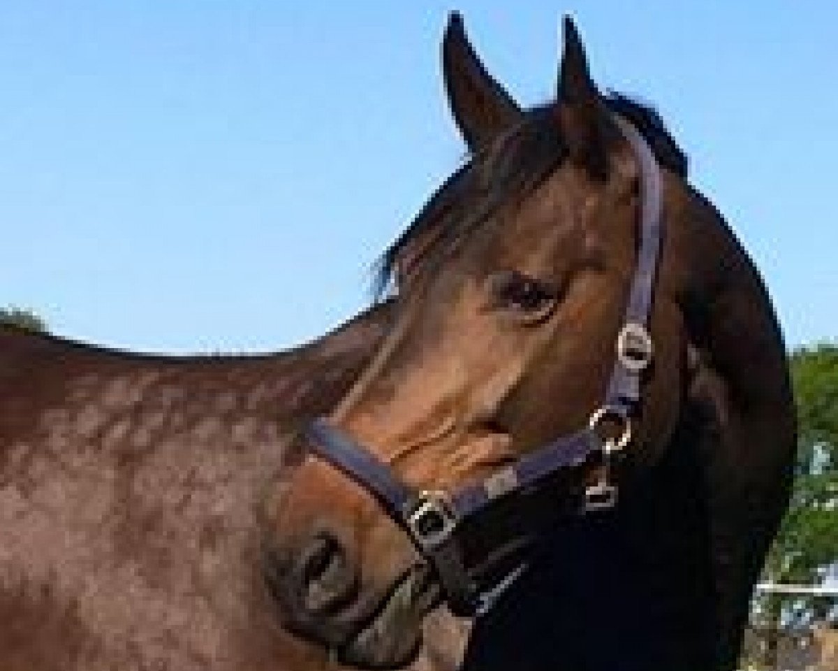broodmare Lucky Vivi (Oldenburg, 2006, from Lucky Champ)