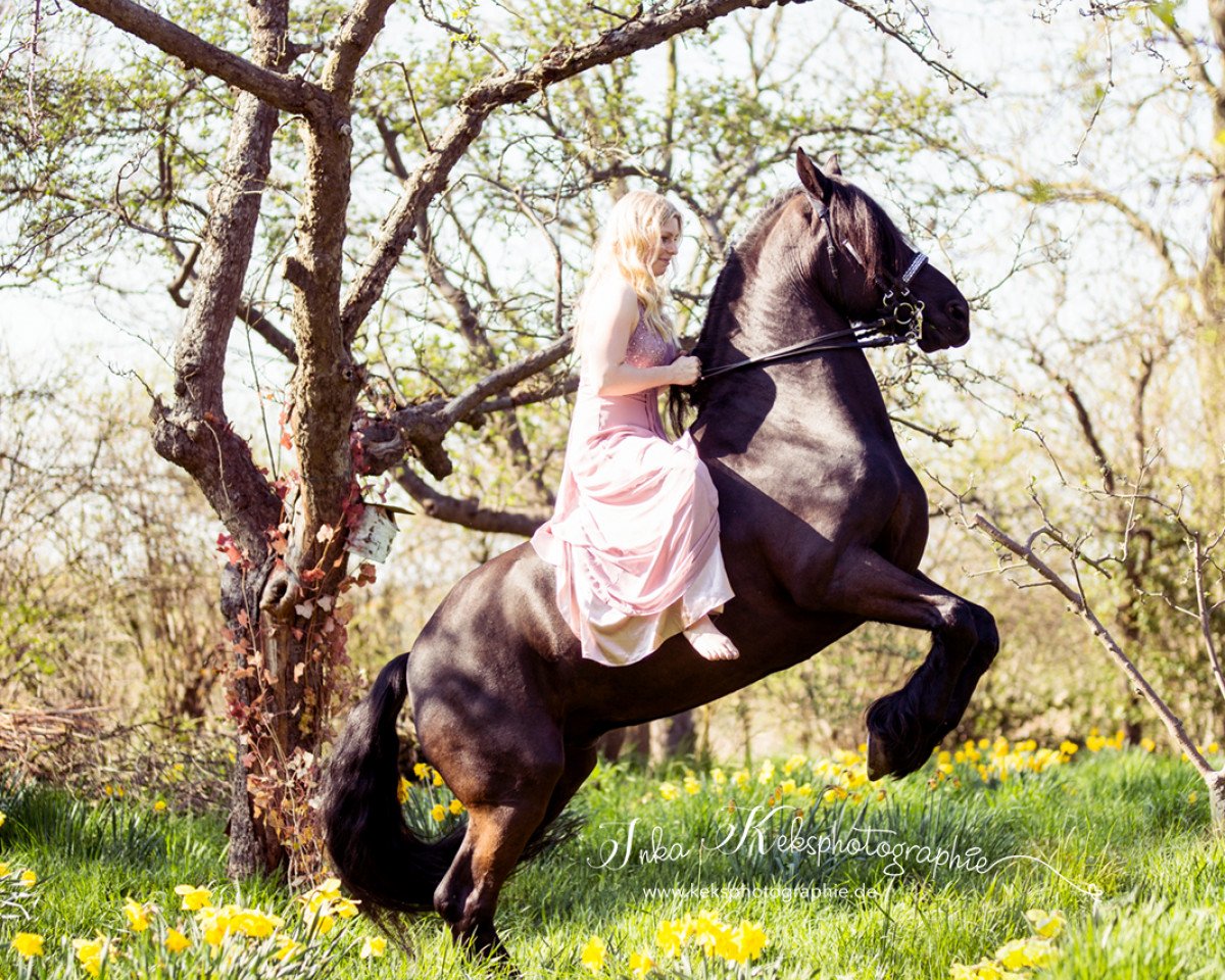 horse Quirinus DAW (Friese, 2005, from Jasper 336 P)