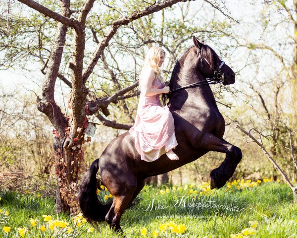 horse Quirinus DAW (Friese, 2005, from Jasper 336 P)
