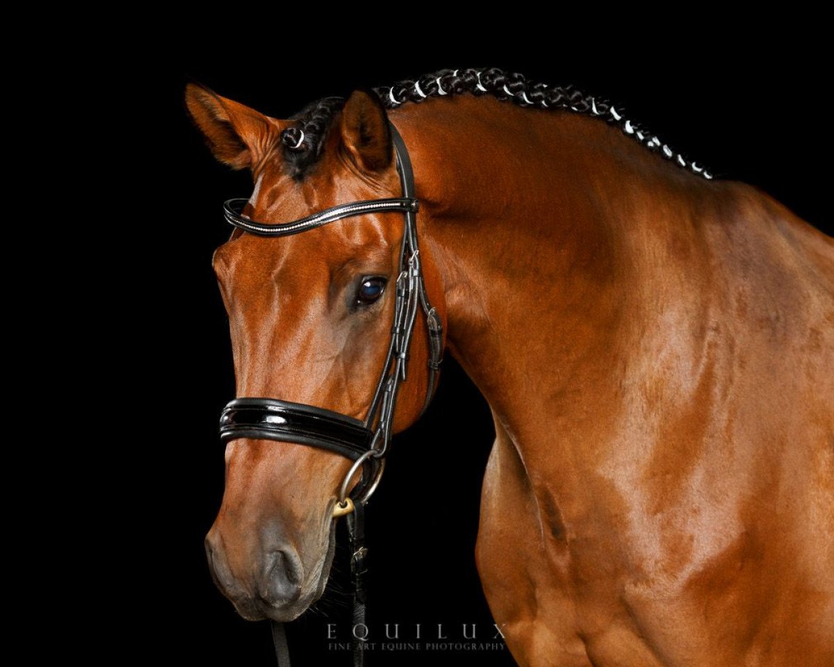 dressage horse Cracker George (Holsteiner, 2006, from Crawford)