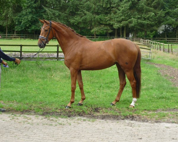 Pferd Stute von Dr. Watson (Hannoveraner, 2014, von Dr. Watson)