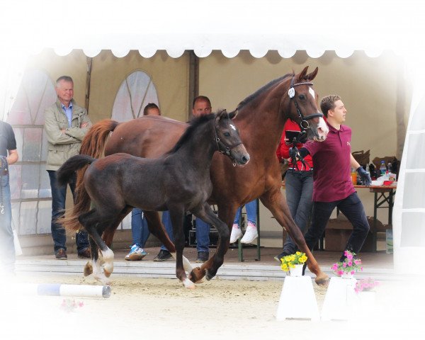 jumper Comet Blue (Westphalian, 2017, from Cornado NRW)