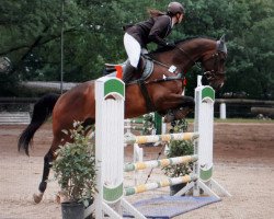 jumper Cinon (Oldenburg show jumper, 2010, from Casiro I)