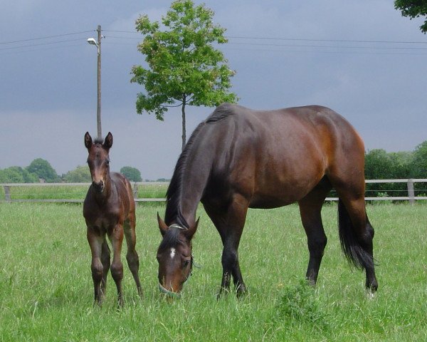 broodmare Sina E 3 (Hanoverian, 2000, from Stakkato)