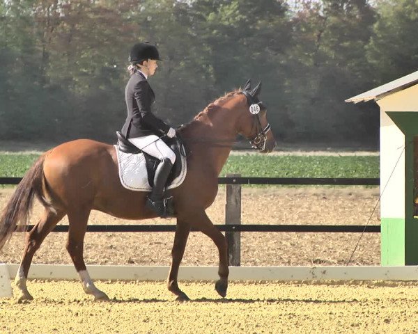 Mieler Reitkultur 2018
