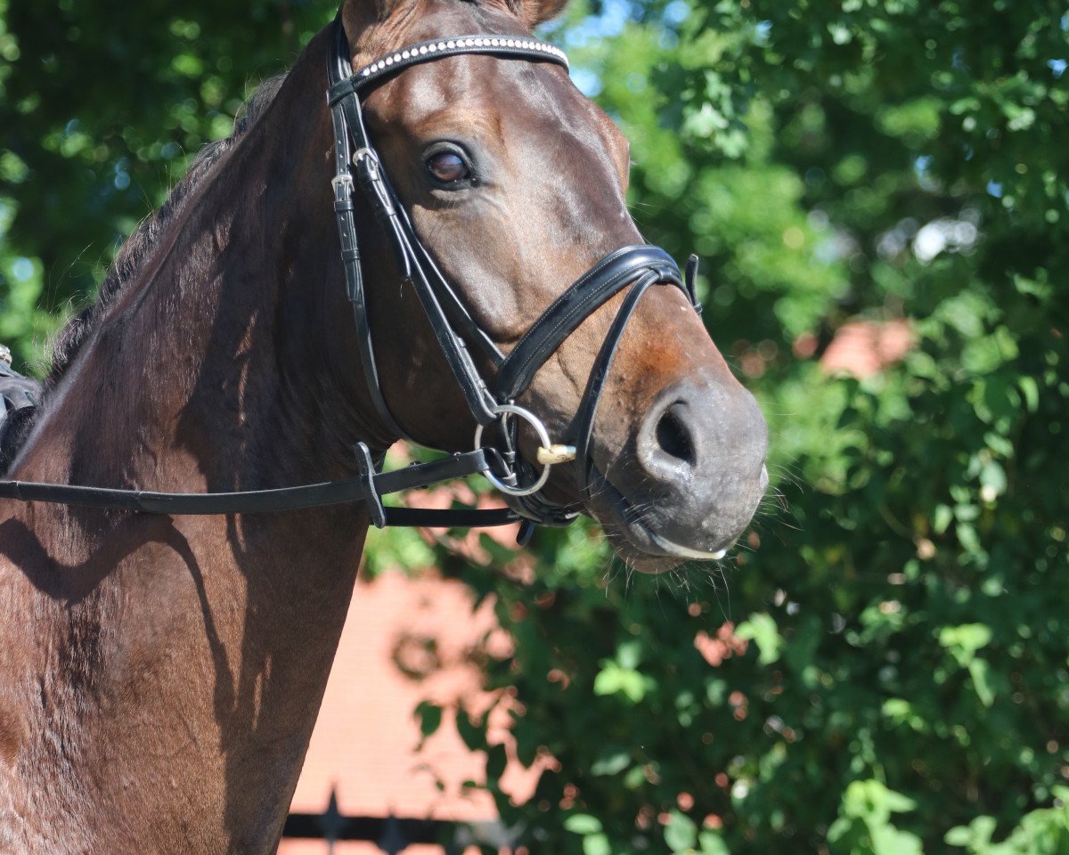 dressage horse Spocki Starlight (Hanoverian, 2012, from Spörcken)