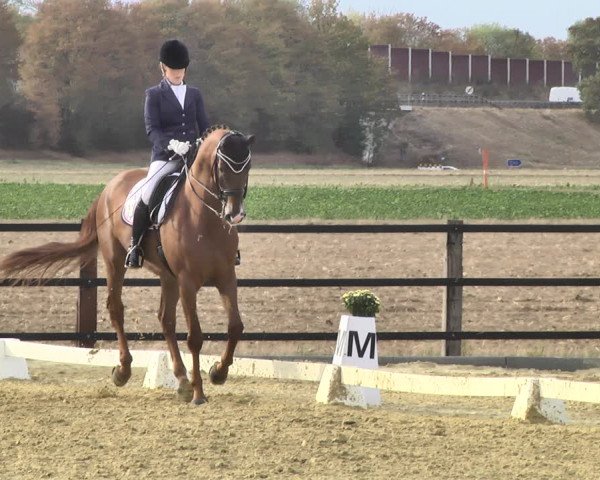 Mieler Reitkultur 2018