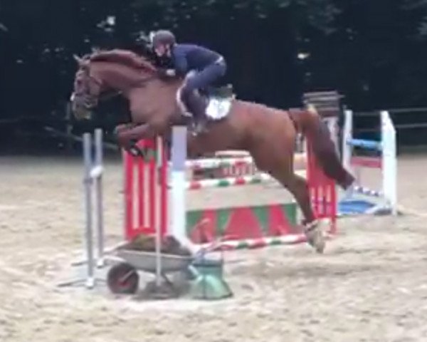 Springpferd WB La-Luna (Westfale, 2005, von Ludwig von Bayern 168 FIN)