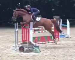 jumper WB La-Luna (Westphalian, 2005, from Ludwig von Bayern 168 FIN)