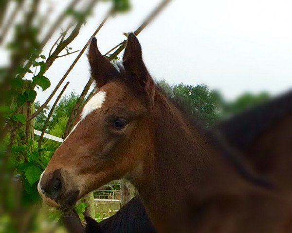 horse Dumbo R (Westphalian, 2017, from Dream of Diamond)