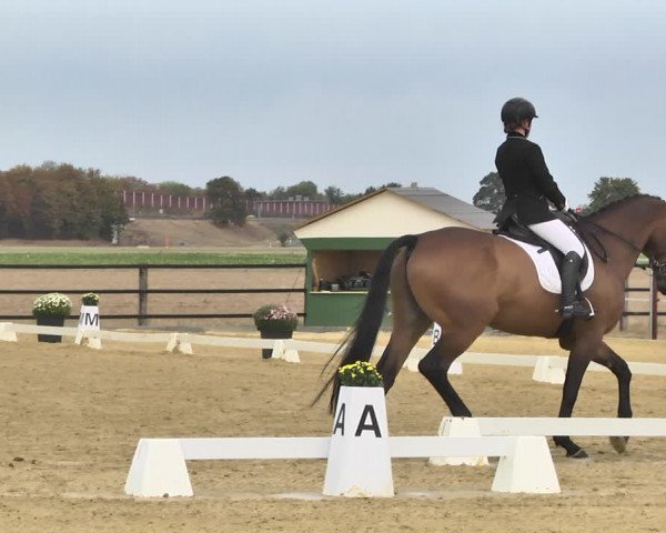 Mieler Reitkultur 2018