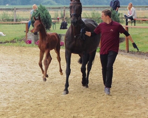 jumper Come on St (Westphalian, 2017, from Carell)