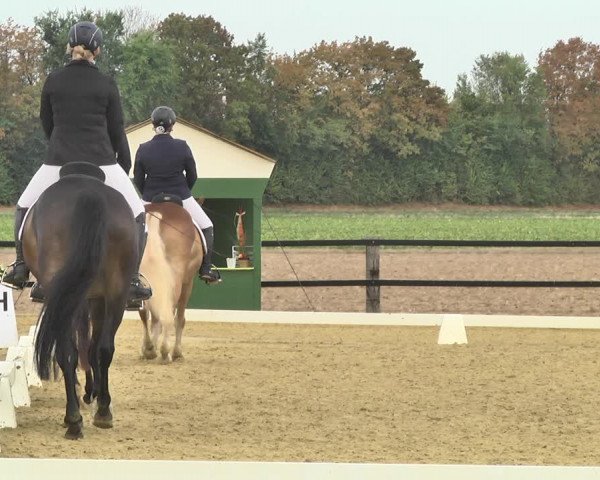 Mieler Reitkultur 2018