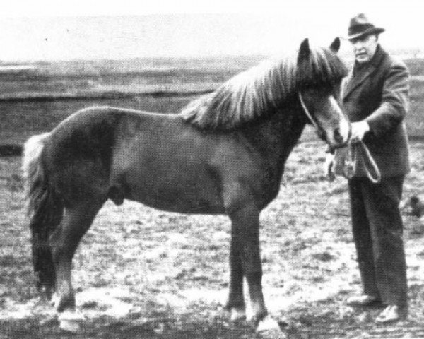 Stallion Nasi frá Skarði (Icelandic Horse, 1918, from Vindur frá Skarði)