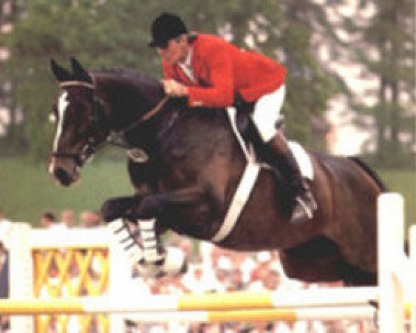 jumper Roman (Westphalian, 1971, from Romadour I)