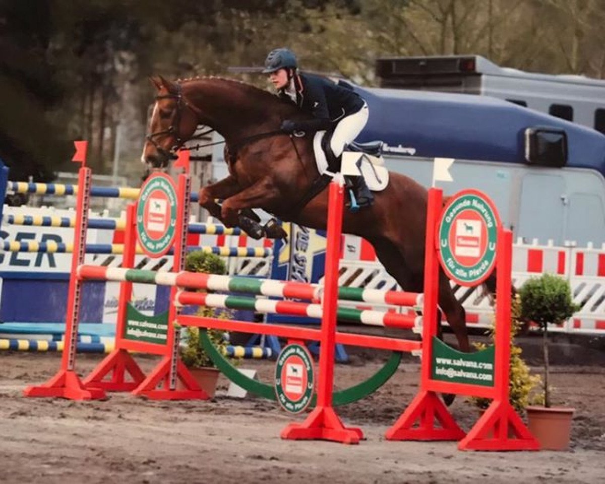 jumper Fürst Igor 5 (Hanoverian, 2011, from Fürst Nymphenburg)