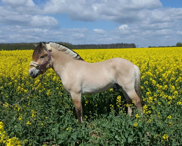 Pferd Klosterhof's Iaris (Fjordpferd, 2014, von Illmo) Pferd Klosterhof's Iaris (Fjordpferd, 2014, von Illmo)