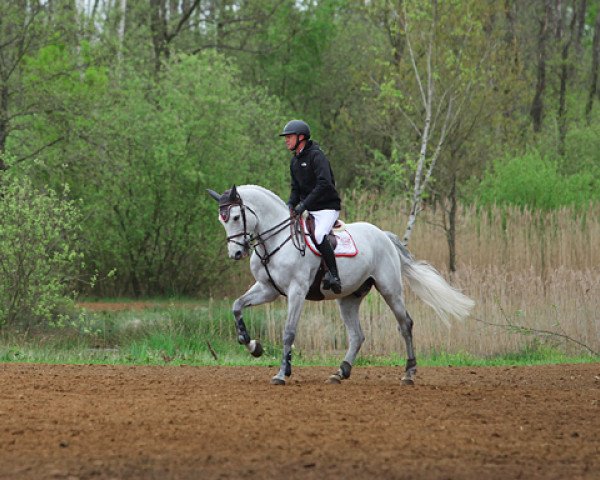 stallion Papillon Z (Zangersheide riding horse, 2002, from Perhaps van het Molenvondel) stallion Papillon Z (Zangersheide riding horse, 2002, from Perhaps van het Molenvondel)