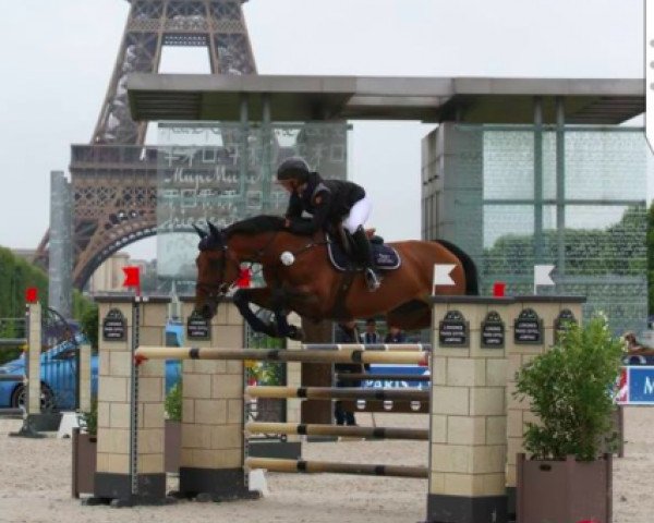 broodmare Prelude de La Roque (Selle Français, 2003, from Flipper d'Elle) broodmare Prelude de La Roque (Selle Français, 2003, from Flipper d'Elle)