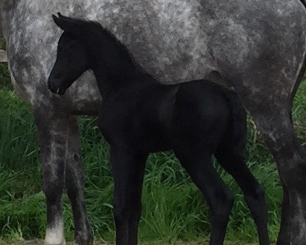 horse Stute von Levisto / Clinton I (Westphalian, 2017, from Levisto Z)