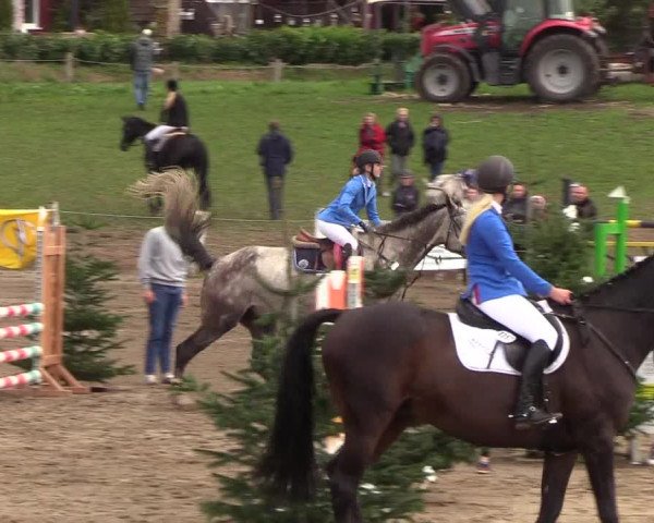 Reitturnier Looper Holz 2018