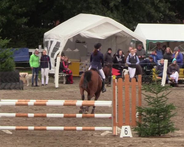Reitturnier Looper Holz 2018