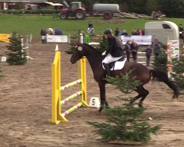 Reitturnier Looper Holz 2018