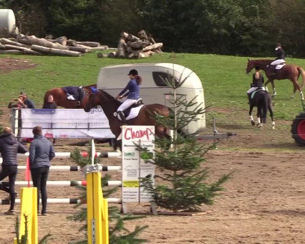Reitturnier Looper Holz 2018