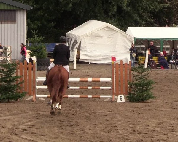 Reitturnier Looper Holz 2018