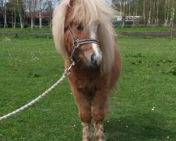Pferd Kiki (Shetland Pony, 2016, von Milday Champagne Charlie) Pferd Kiki (Shetland Pony, 2016, von Milday Champagne Charlie)