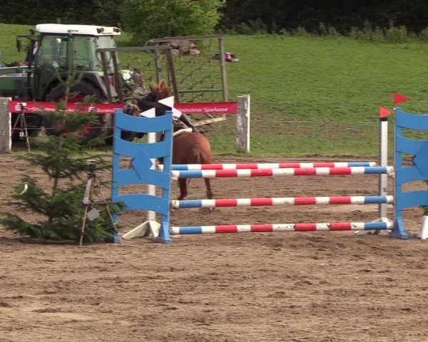 Reitturnier Looper Holz 2018