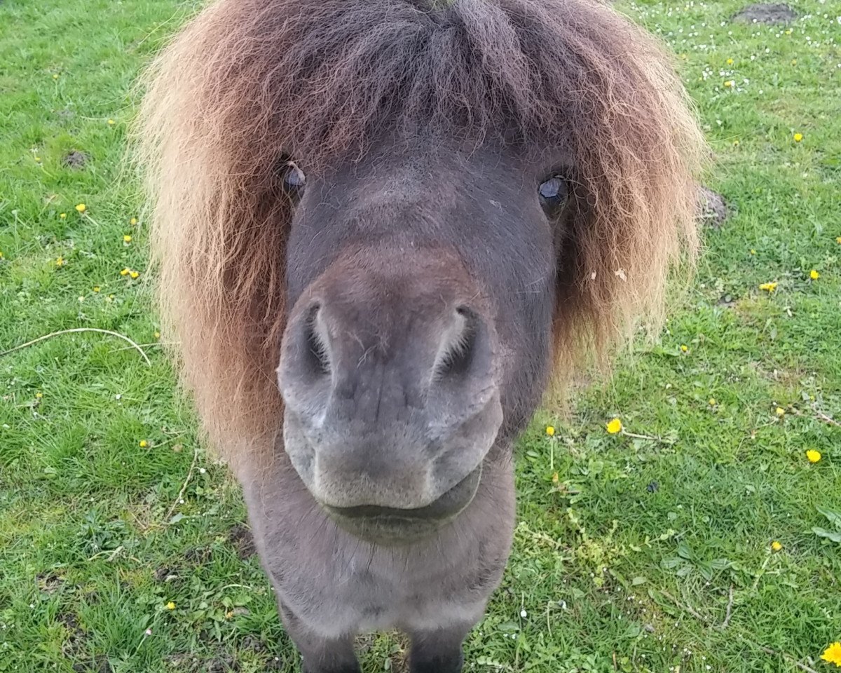 Deckhengst Bellissimo (Shetland Pony (unter 87 cm), 2010, von Benjamin E)