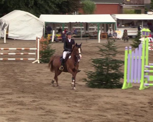 Reitturnier Looper Holz 2018
