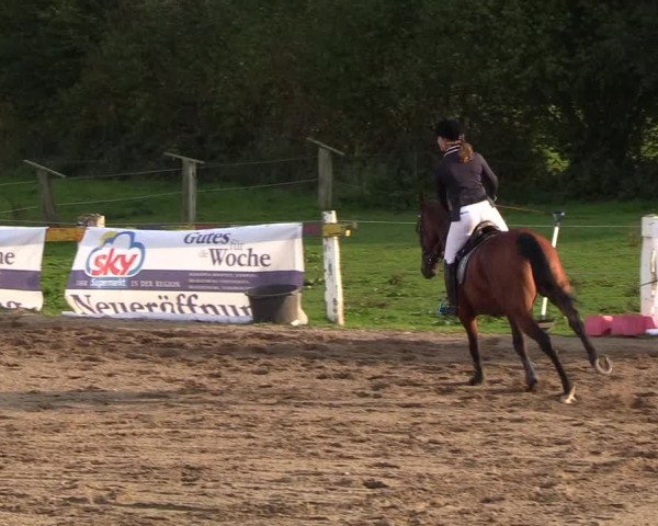 Reitturnier Looper Holz 2018