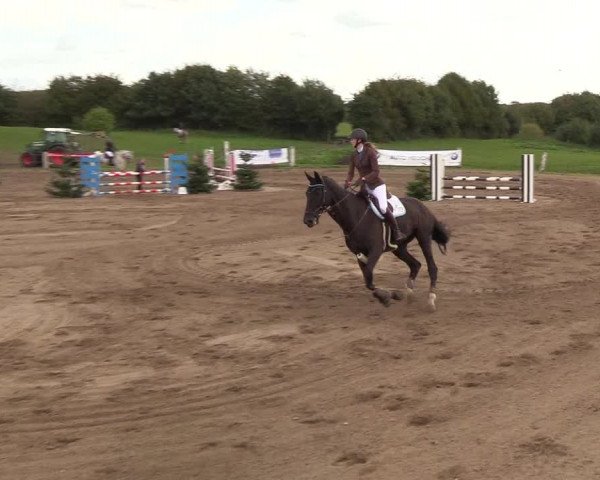 Reitturnier Looper Holz 2018