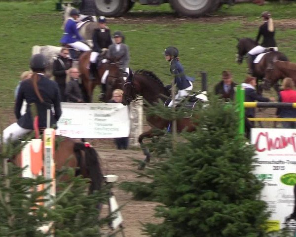 Reitturnier Looper Holz 2018