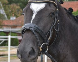 broodmare Con Corazon RH (Hanoverian, 2013, from Christ)