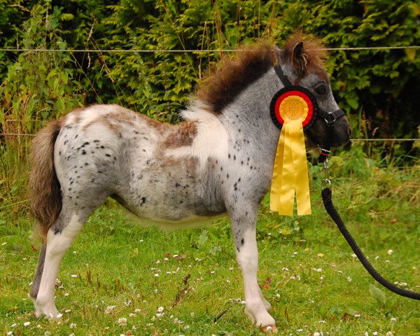 horse Bluna-Loona von Nenndorf (Dt.Part-bred Shetland pony, 2016, from Silbersee's Pino)