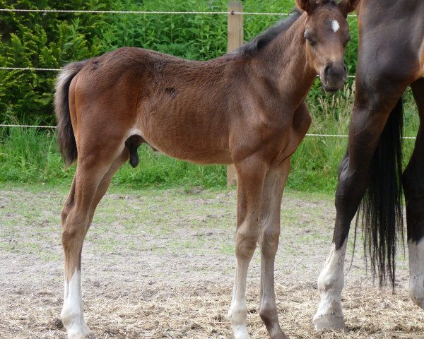 horse Hann.Hengstfohlen (Hanoverian, 2017, from Viscount 22)