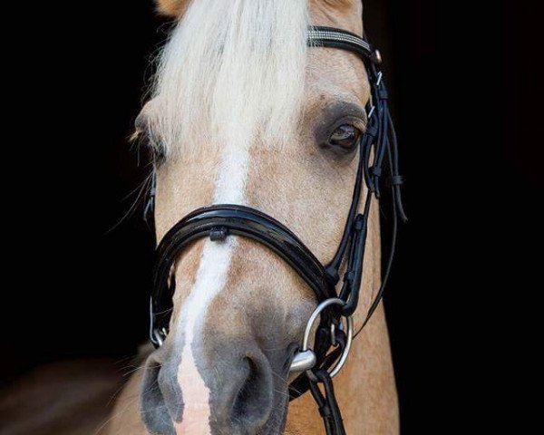 dressage horse Timberlain Top (German Riding Pony, 2001, from Top King)