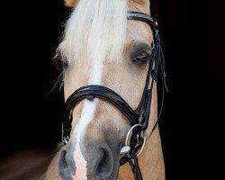 Dressage horse Timberlain Top (German Riding Pony, 2001, from Top King)
