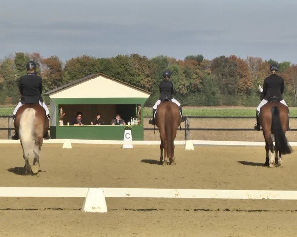 Mieler Reitkultur 2018